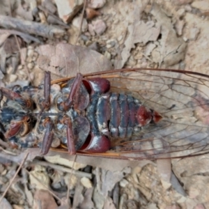 Thopha saccata at Bellingen, NSW - 12 Jan 2024