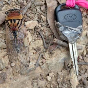 Thopha saccata at Bellingen, NSW - 12 Jan 2024 01:45 PM