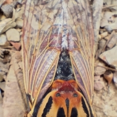 Thopha saccata at Bellingen, NSW - 12 Jan 2024