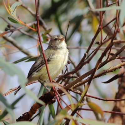 Smicrornis brevirostris (Weebill) at Bruce Ridge to Gossan Hill - 12 Jan 2024 by MichaelWenke