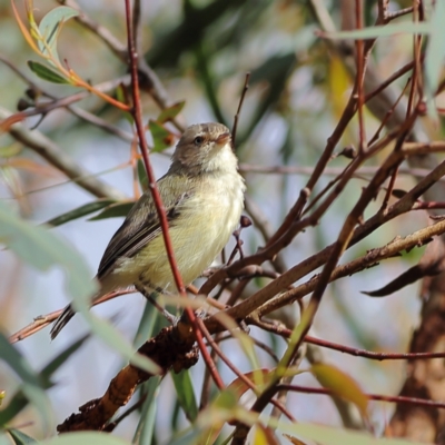 Smicrornis brevirostris (Weebill) at Bruce, ACT - 11 Jan 2024 by Trevor