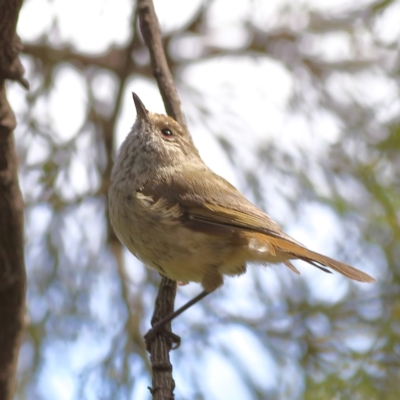 Acanthiza pusilla (Brown Thornbill) at Bruce, ACT - 11 Jan 2024 by Trevor