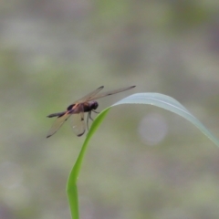 Rhyothemis phyllis (Yellow-striped Flutterer) at Capalaba, QLD - 11 Jan 2024 by TimL