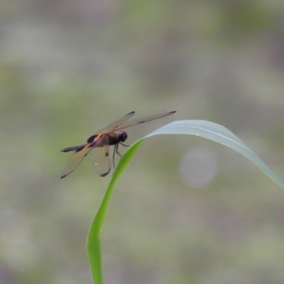 Unidentified Dragonfly (Anisoptera) at Capalaba, QLD - 11 Jan 2024 by TimL