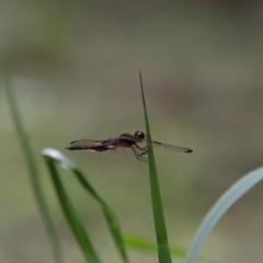 Rhyothemis phyllis at Capalaba, QLD - 11 Jan 2024 12:12 PM