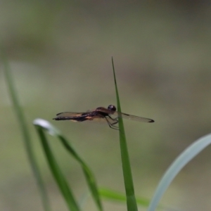 Rhyothemis phyllis at Capalaba, QLD - 11 Jan 2024