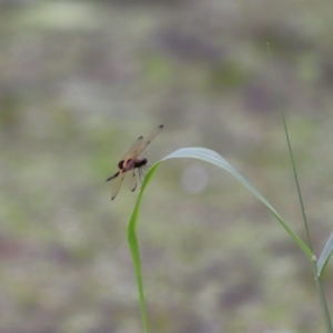 Rhyothemis phyllis at Capalaba, QLD - 11 Jan 2024