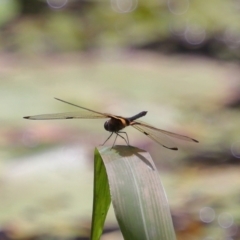 Rhyothemis phyllis at Capalaba, QLD - 11 Jan 2024