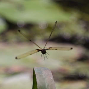 Rhyothemis phyllis at Capalaba, QLD - 11 Jan 2024