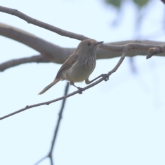 Acanthiza pusilla (Brown Thornbill) at Gossan Hill - 12 Jan 2024 by Trevor