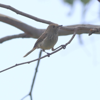 Acanthiza pusilla (Brown Thornbill) at Bruce, ACT - 12 Jan 2024 by Trevor