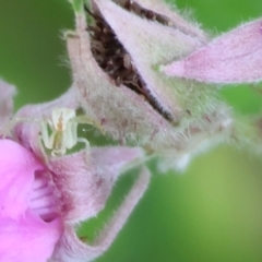 Thomisidae (family) at Stanley, VIC - 10 Dec 2023