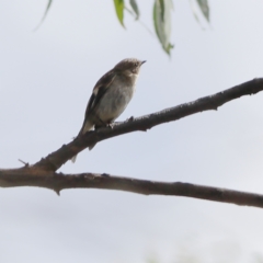 Petroica boodang (Scarlet Robin) at Bruce Ridge to Gossan Hill - 11 Jan 2024 by Trevor