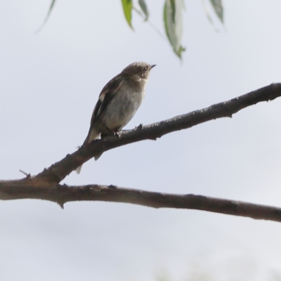 Petroica boodang (Scarlet Robin) at Bruce, ACT - 11 Jan 2024 by Trevor