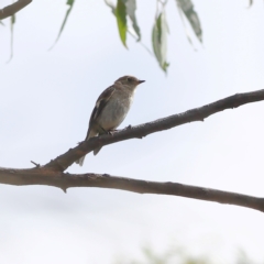 Petroica boodang at Gossan Hill - 12 Jan 2024 10:27 AM