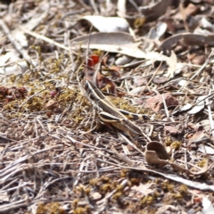 Macrotona australis (Common Macrotona Grasshopper) at Gossan Hill - 12 Jan 2024 by MichaelWenke