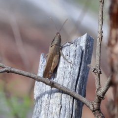 Goniaea australasiae (Gumleaf grasshopper) at Gossan Hill - 12 Jan 2024 by MichaelWenke