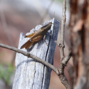 Goniaea australasiae at Bruce Ridge to Gossan Hill - 12 Jan 2024 09:41 AM