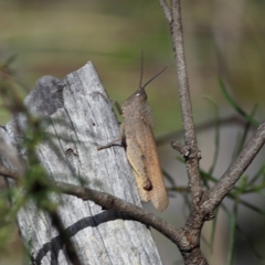 Goniaea australasiae at Bruce Ridge to Gossan Hill - 12 Jan 2024 09:41 AM