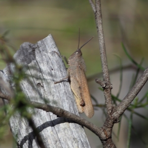 Goniaea australasiae at Bruce Ridge to Gossan Hill - 12 Jan 2024 09:41 AM