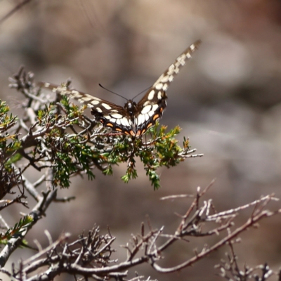 Papilio anactus (Dainty Swallowtail) at Bruce Ridge to Gossan Hill - 12 Jan 2024 by MichaelWenke