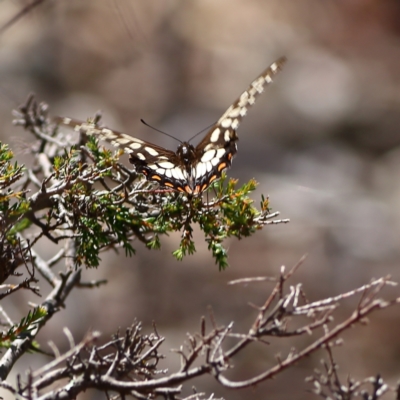 Papilio anactus (Dainty Swallowtail) at Bruce, ACT - 11 Jan 2024 by Trevor
