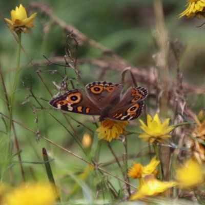 Junonia villida (Meadow Argus) at Stony Creek Nature Reserve - 12 Jan 2024 by Csteele4