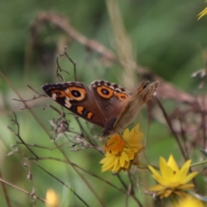 Junonia villida at QPRC LGA - 12 Jan 2024 01:53 PM