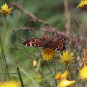 Junonia villida at QPRC LGA - 12 Jan 2024 01:53 PM