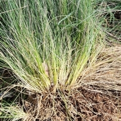 Nassella trichotoma at QPRC LGA - 12 Jan 2024