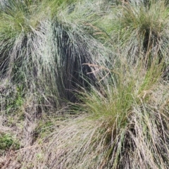 Poa labillardierei (Common Tussock Grass, River Tussock Grass) at QPRC LGA - 12 Jan 2024 by Steve818