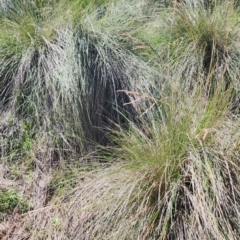 Poa labillardierei (Common Tussock Grass, River Tussock Grass) at Googong Foreshore - 12 Jan 2024 by Steve818