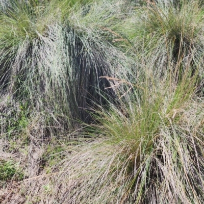 Poa labillardierei (Common Tussock Grass, River Tussock Grass) at Googong, NSW - 12 Jan 2024 by Steve818