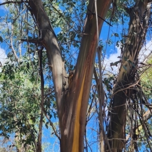 Eucalyptus stellulata at QPRC LGA - 12 Jan 2024