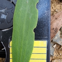 Eucalyptus stellulata at QPRC LGA - 12 Jan 2024