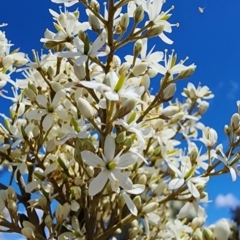 Bursaria spinosa subsp. lasiophylla (Australian Blackthorn) at Googong, NSW - 12 Jan 2024 by Steve818