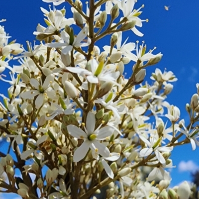 Bursaria spinosa subsp. lasiophylla (Australian Blackthorn) at Googong, NSW - 12 Jan 2024 by Steve818