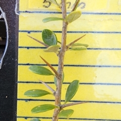 Bursaria spinosa subsp. lasiophylla at QPRC LGA - 12 Jan 2024