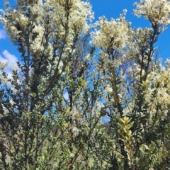 Bursaria spinosa subsp. lasiophylla at QPRC LGA - 12 Jan 2024 02:48 PM