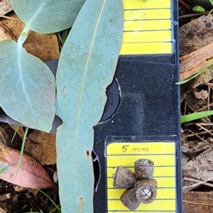 Eucalyptus nortonii at Googong Foreshore - 12 Jan 2024