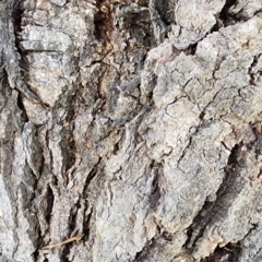 Eucalyptus nortonii at Googong Foreshore - 12 Jan 2024