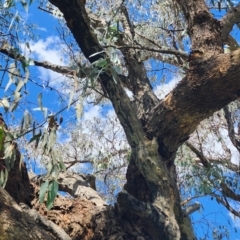 Eucalyptus nortonii at Googong Foreshore - 12 Jan 2024