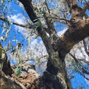 Eucalyptus nortonii at Googong Foreshore - 12 Jan 2024