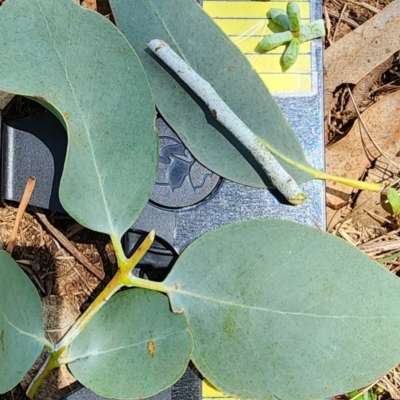 Eucalyptus goniocalyx subsp. goniocalyx (Long-leaved Box) at QPRC LGA - 12 Jan 2024 by Steve818