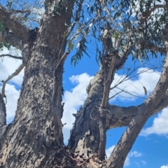 Eucalyptus nortonii at QPRC LGA - 12 Jan 2024