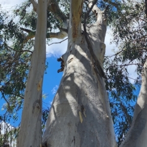 Eucalyptus rossii at Googong Foreshore - 12 Jan 2024 01:50 PM