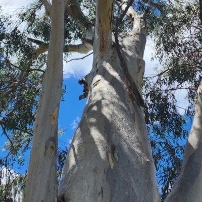 Eucalyptus rossii (Inland Scribbly Gum) at Googong, NSW - 12 Jan 2024 by Steve818