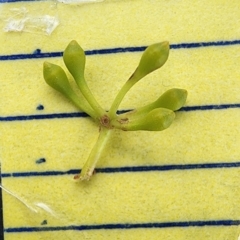 Eucalyptus rossii at Googong Foreshore - 12 Jan 2024