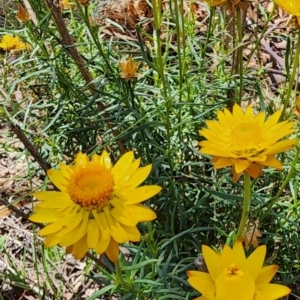 Xerochrysum viscosum at QPRC LGA - 12 Jan 2024