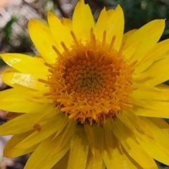 Xerochrysum viscosum at QPRC LGA - 12 Jan 2024